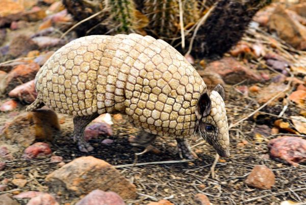 tatu bola caatinga