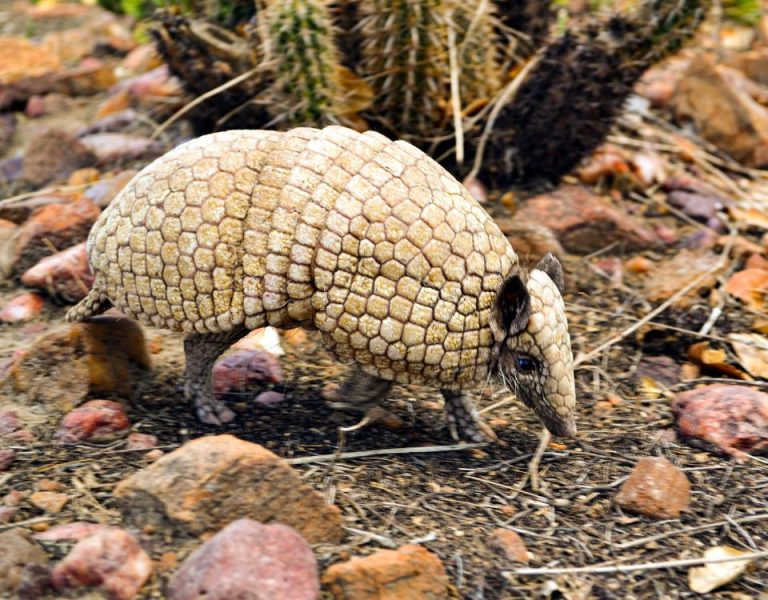 Caatinga tem mais de 480 espécies de plantas e animais ameaçados de ...