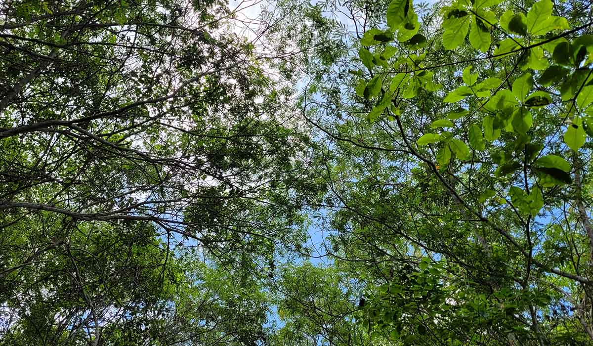 Associação Caatinga participa da 5ª Conferência Estadual do Meio Ambiente