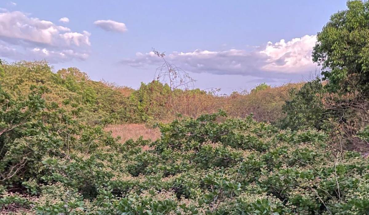 Associação Caatinga contribui com a criação de Reserva Particular do Patrimônio Natural no Piauí