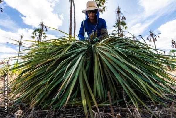 CARNAUBA-CAATINGA-FOTO-FABIO-BARONG