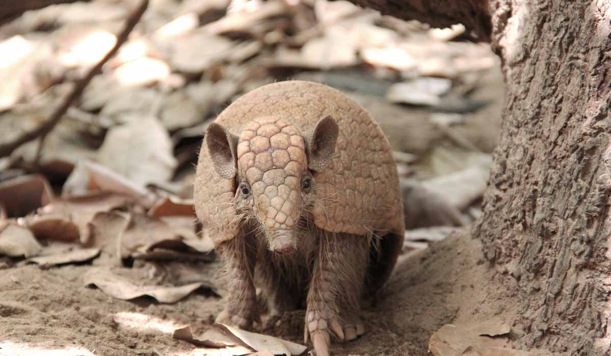 Associação Caatinga participa de encontro sobre a conservação de espécies ameaçadas de extinção