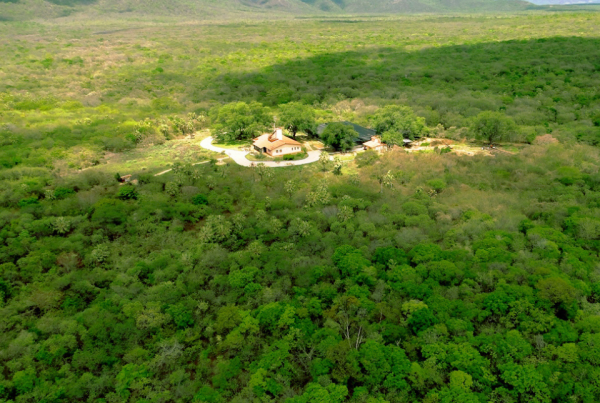 caatinga-onu