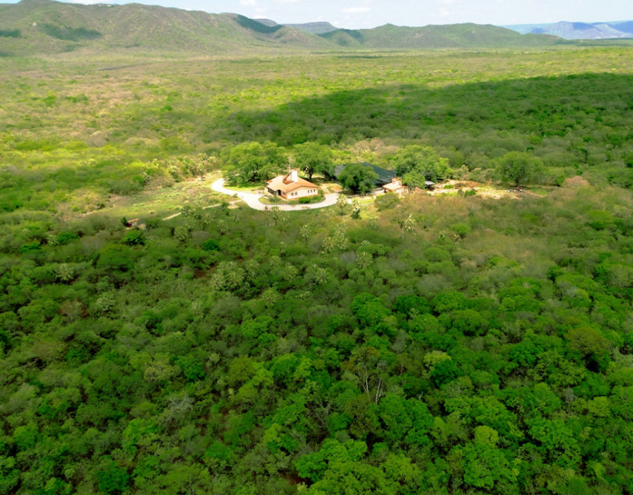 caatinga-onu