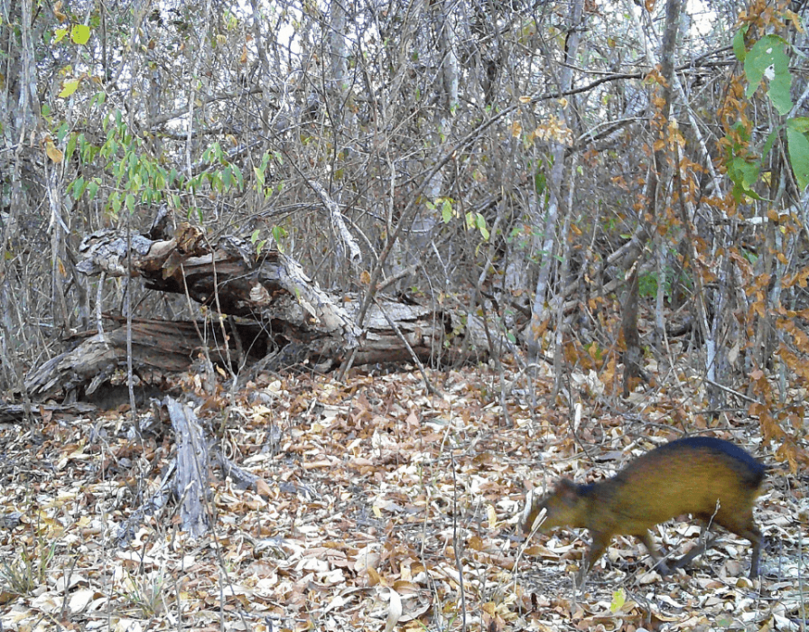 caatinga-fauna