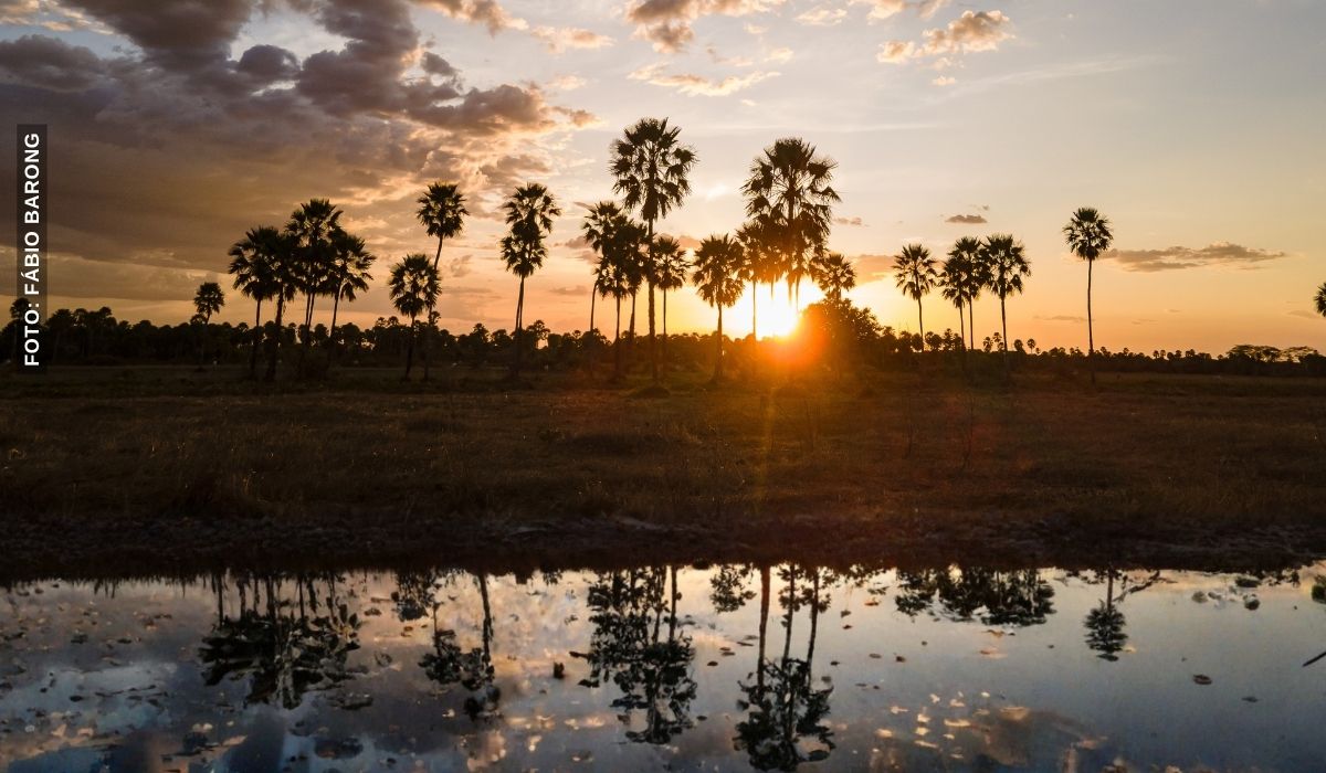 Associação Caatinga lança projeto que vai impulsionar pequenos negócios rurais ligados ao extrativismo da carnaúba