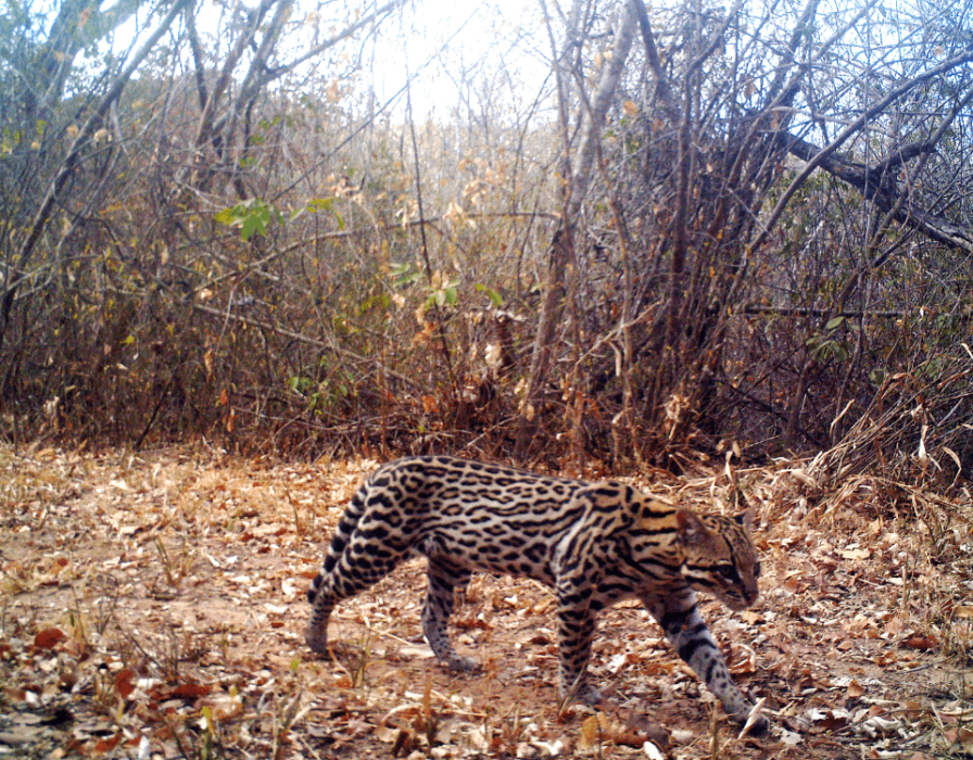 caatinga-fauna