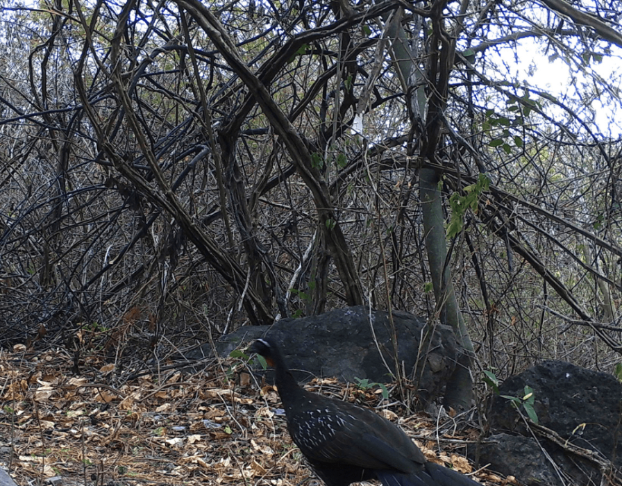 caatinga-fauna