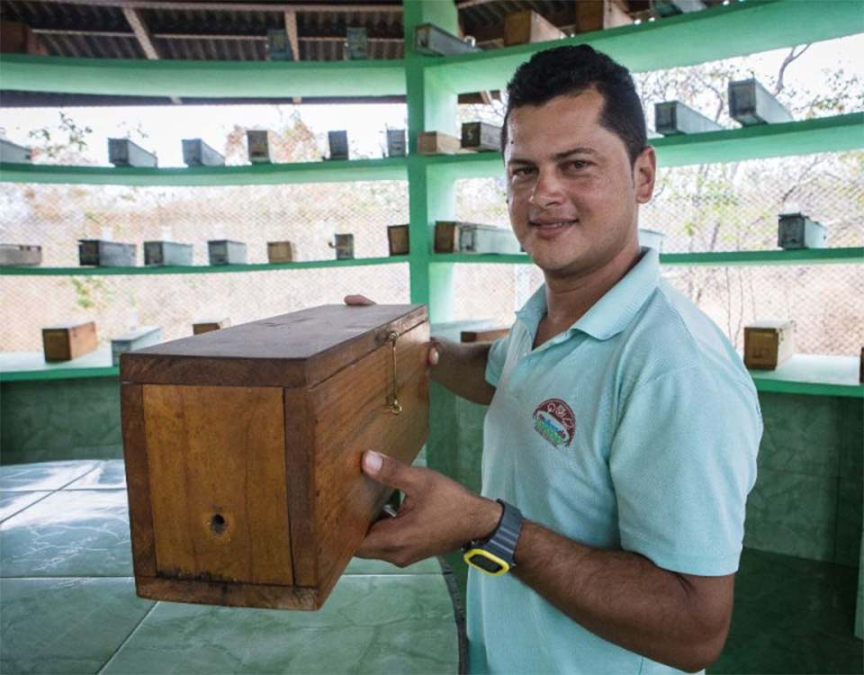 A importância do trabalho dos meliponicultores