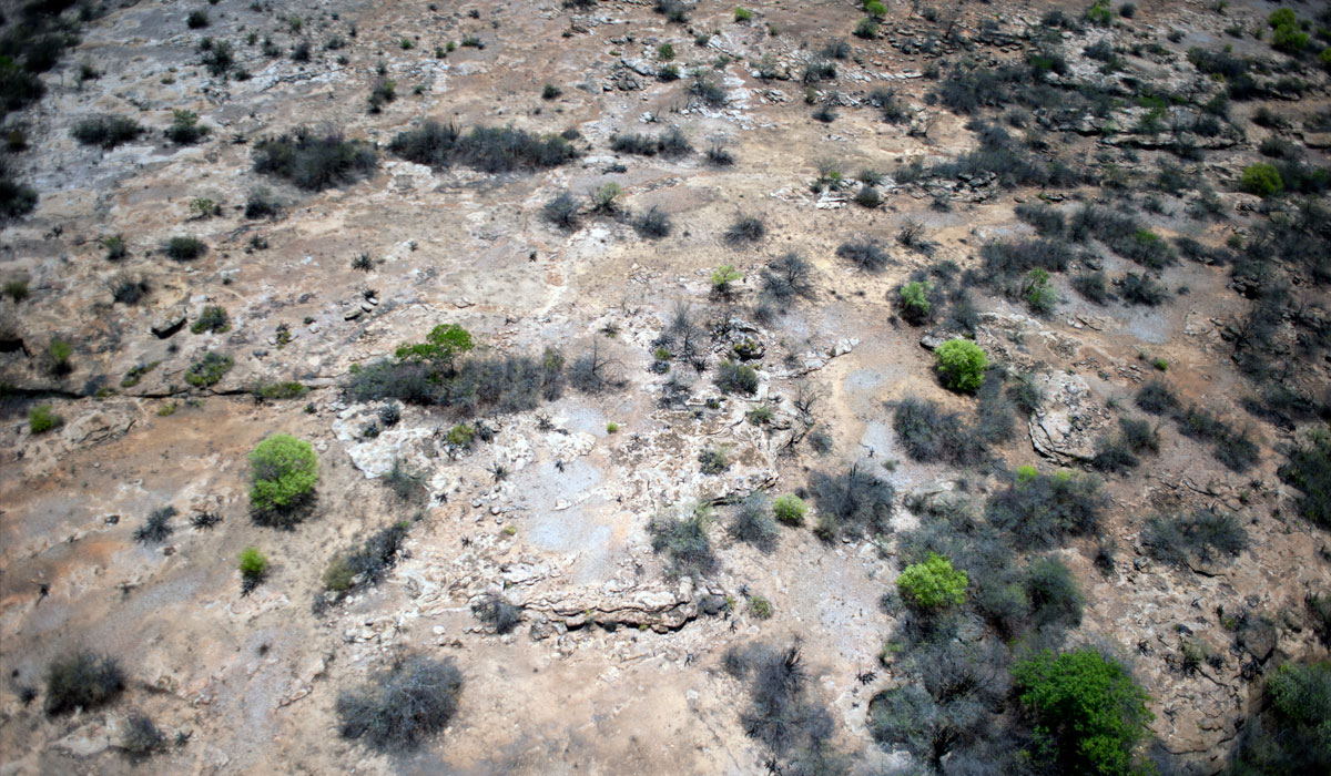 Combate à desertificação no semiárido: o que é, por que acontece e como a Associação Caatinga atua