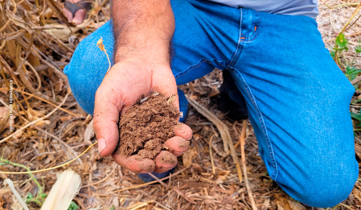 Dia Nacional da Conservação do Solo: conheça os principais solos da Caatinga e sua importância para o Semiárido