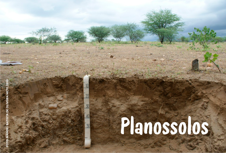 Dia-Nacional-da-Conservacao-do-Solo-associacao-caatinga-3 Dia-Nacional-da-Conservacao-do-Solo-associacao-caatinga-3