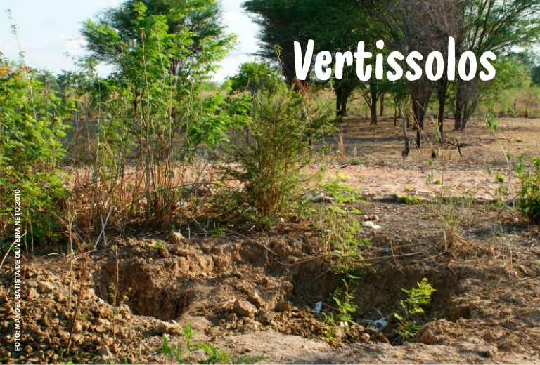 Dia-Nacional-da-Conservacao-do-Solo-associacao-caatinga-4 Dia-Nacional-da-Conservacao-do-Solo-associacao-caatinga-4