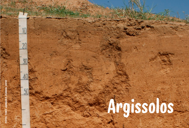 Dia-Nacional-da-Conservacao-do-Solo-associacao-caatinga-5 Dia-Nacional-da-Conservacao-do-Solo-associacao-caatinga-5