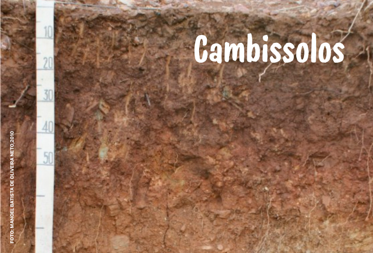 Dia-Nacional-da-Conservacao-do-Solo-associacao-caatinga-7 Dia-Nacional-da-Conservacao-do-Solo-associacao-caatinga-7