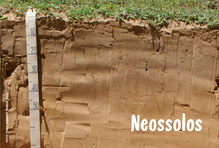 Dia-Nacional-da-Conservacao-do-Solo-associacao-caatinga-8 Dia-Nacional-da-Conservacao-do-Solo-associacao-caatinga-8