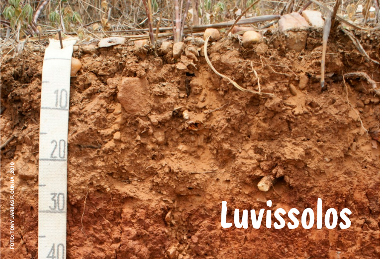 Dia-Nacional-da-Conservacao-do-Solo-associacao-caatinga-9 Dia-Nacional-da-Conservacao-do-Solo-associacao-caatinga-9