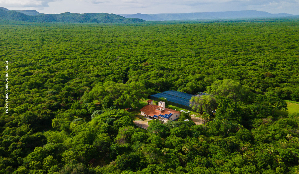 Dia de Proteção às Florestas destaca a importância da Caatinga para o equilíbrio ambiental