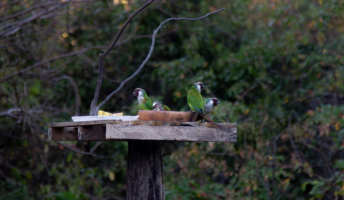 Filhotes de periquito cara-suja são soltos na Serra das Almas em projeto de refaunação