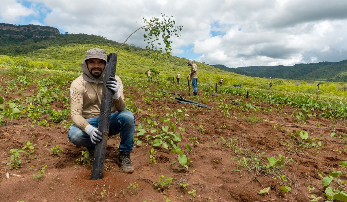 Cientistas desenvolvem técnica para aumentar a sobrevivência de plantas da Caatinga em área ambiental de Maracanaú