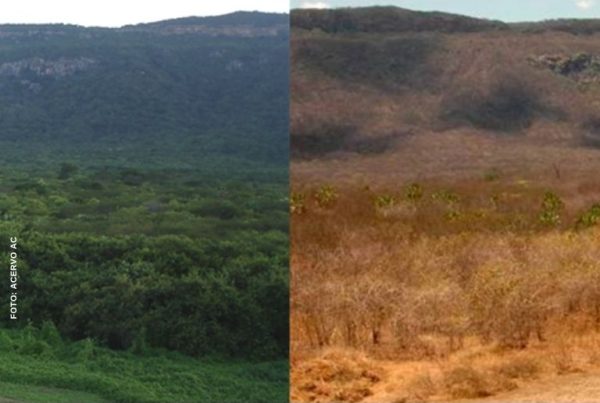 caatinga-carbono