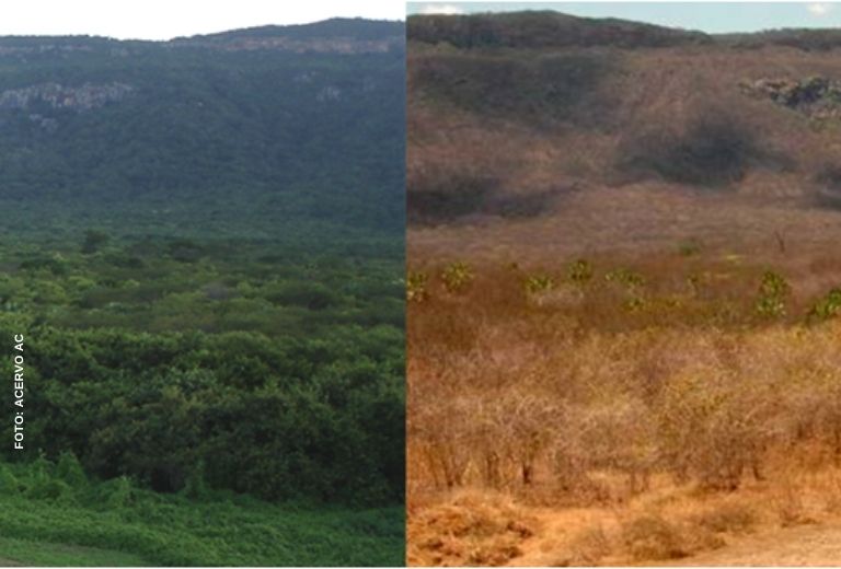 caatinga-carbono