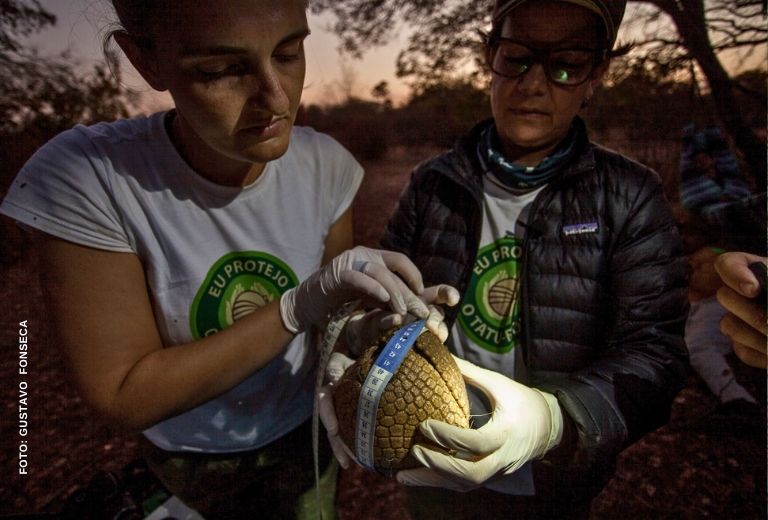 tatu-bola-associacao-caatinga