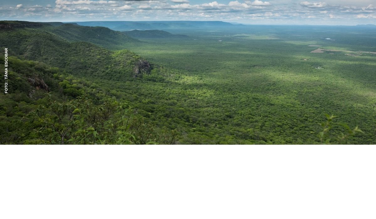 Associação Caatinga celebra 28 anos com lançamento de animação que leva a biodiversidade do semiárido para crianças de todo o Brasil