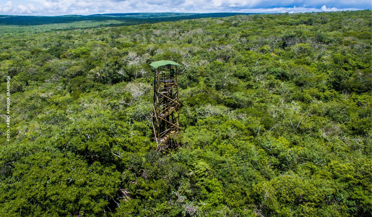 Caatinga não é patrimônio nacional: entenda por que o único bioma exclusivo do Brasil ainda não tem essa proteção
