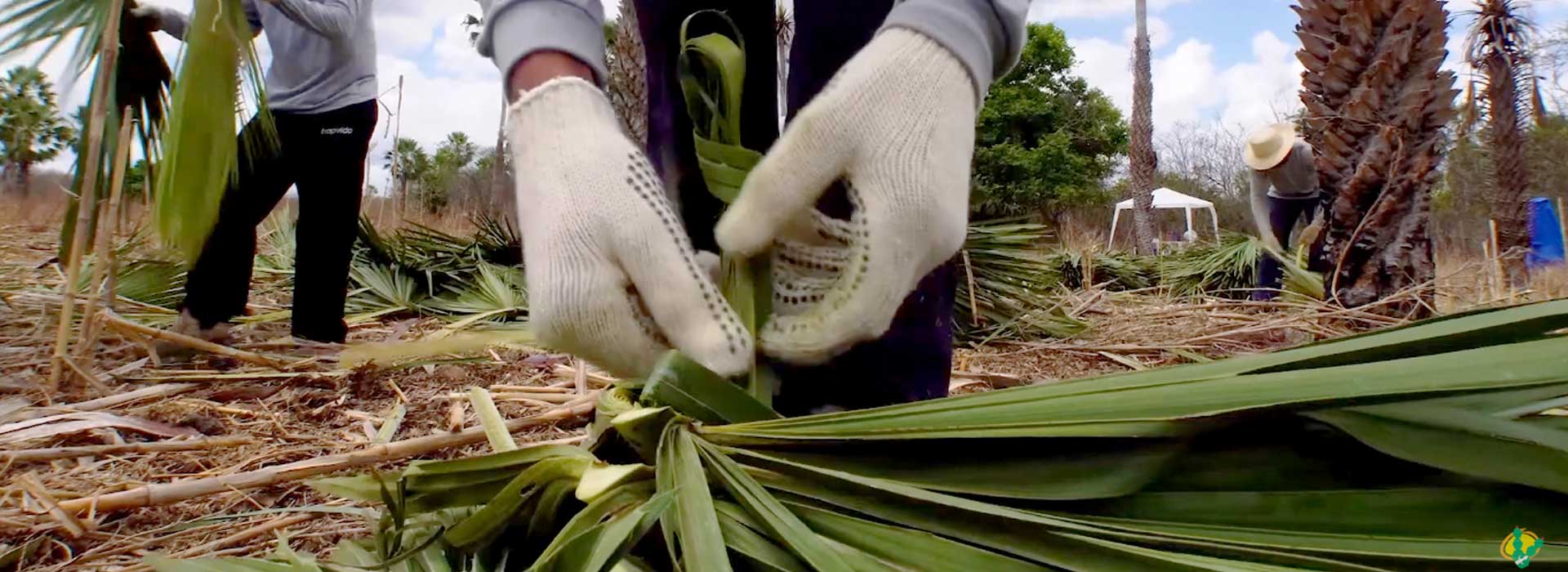 Associação Caatinga seleciona comunidade cearense para realizar programa com foco na cadeia produtiva da Carnaúba