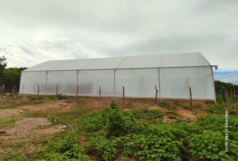 Secador-solar-e-carnauba-associacao-caatinga-3 Secador-solar-e-carnauba-associacao-caatinga-3