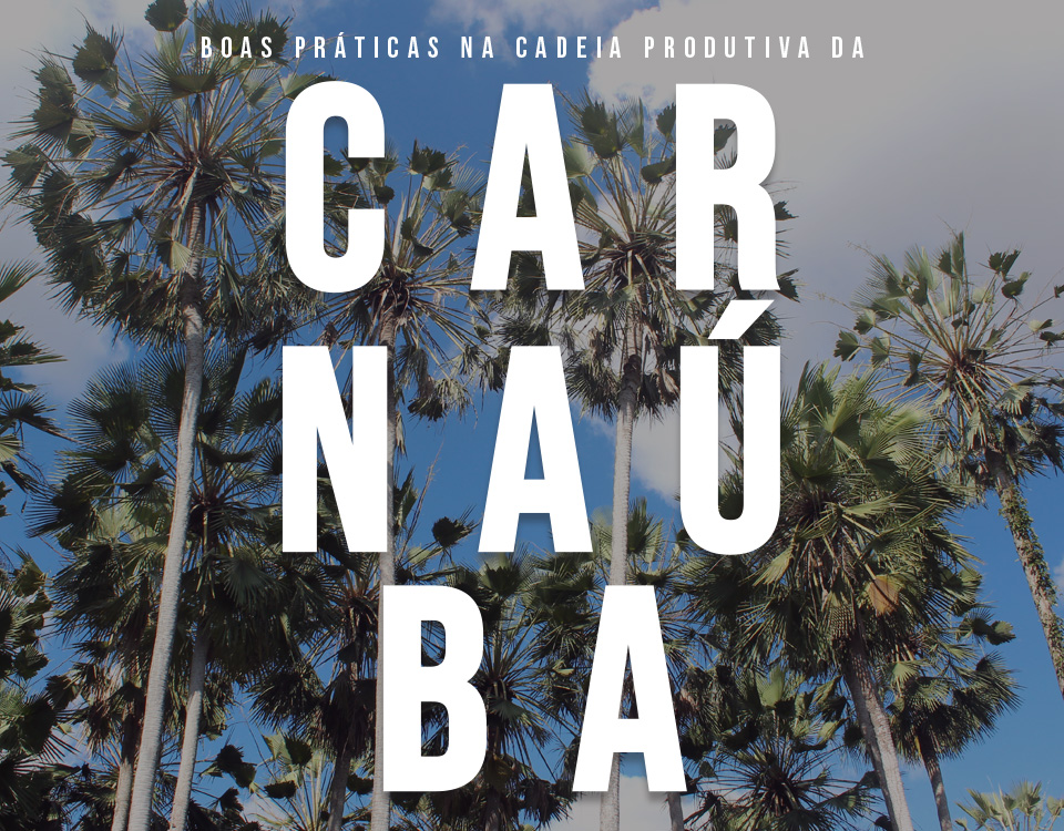 Associação Caatinga lança série de vídeos educativos sobre a cadeia produtiva da Carnaúba