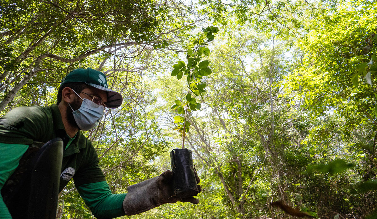 Convivência com o Semiárido: Estratégias para Reflorestar a Caatinga e Combater as Mudanças Climáticas
