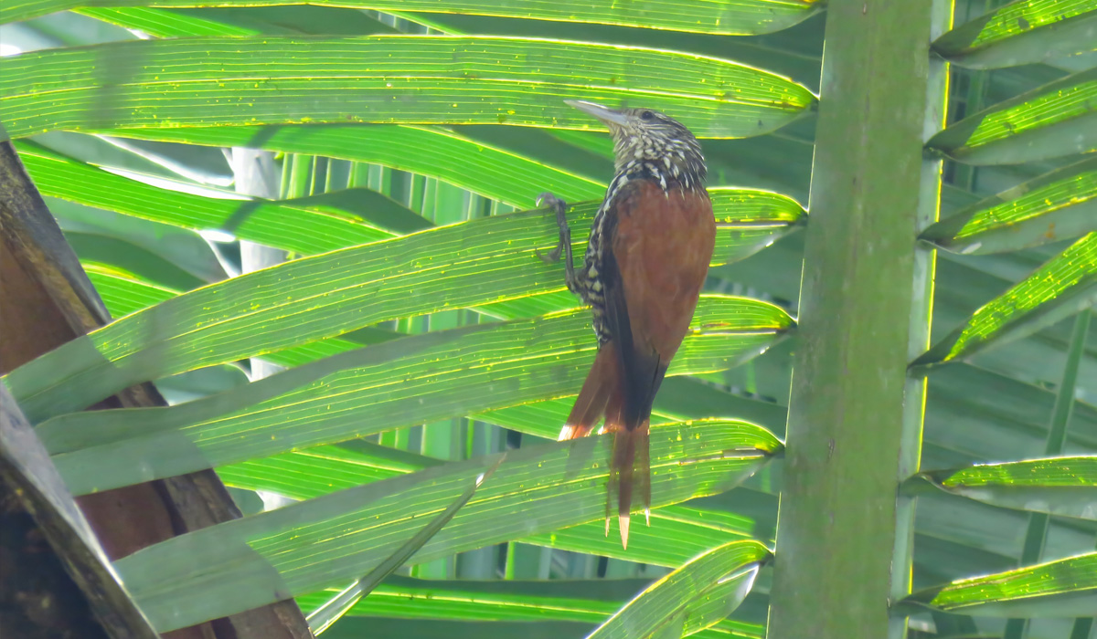 Descoberta rara na Caatinga: Limpa-folhas-do-buriti é avistado no Dia Nacional da Caatinga