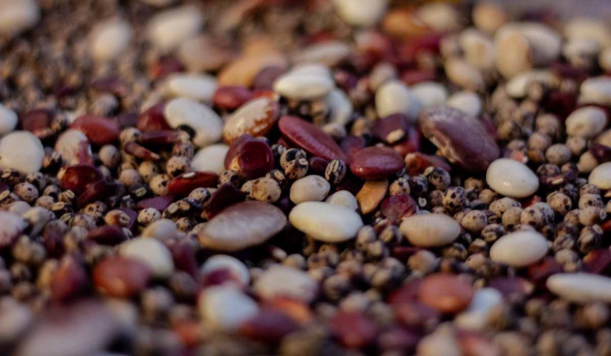 Associação Caatinga participa de V Seminário Piauiense de Agroecologia