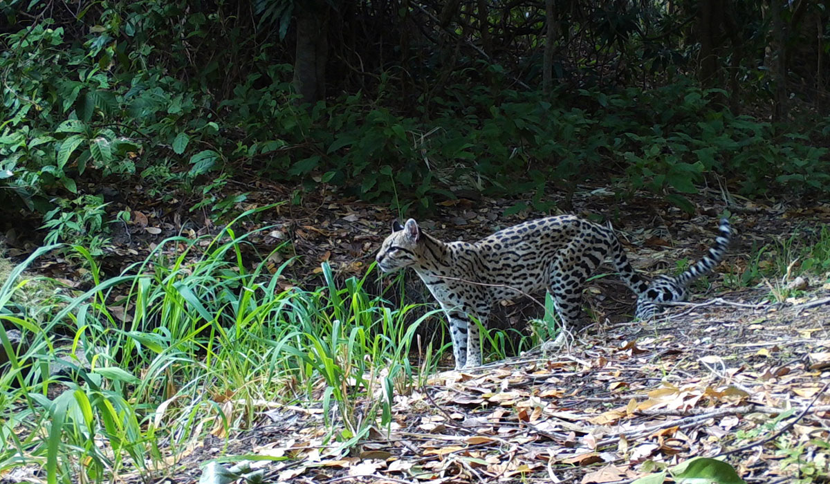Associação Caatinga intensifica esforços para preservação da biodiversidade