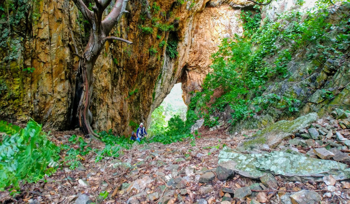 Associação Caatinga lança projeto para preservação do semiárido e desenvolvimento sustentável no Ceará