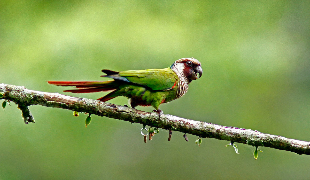 A fauna que volta à vida na Serra das Almas