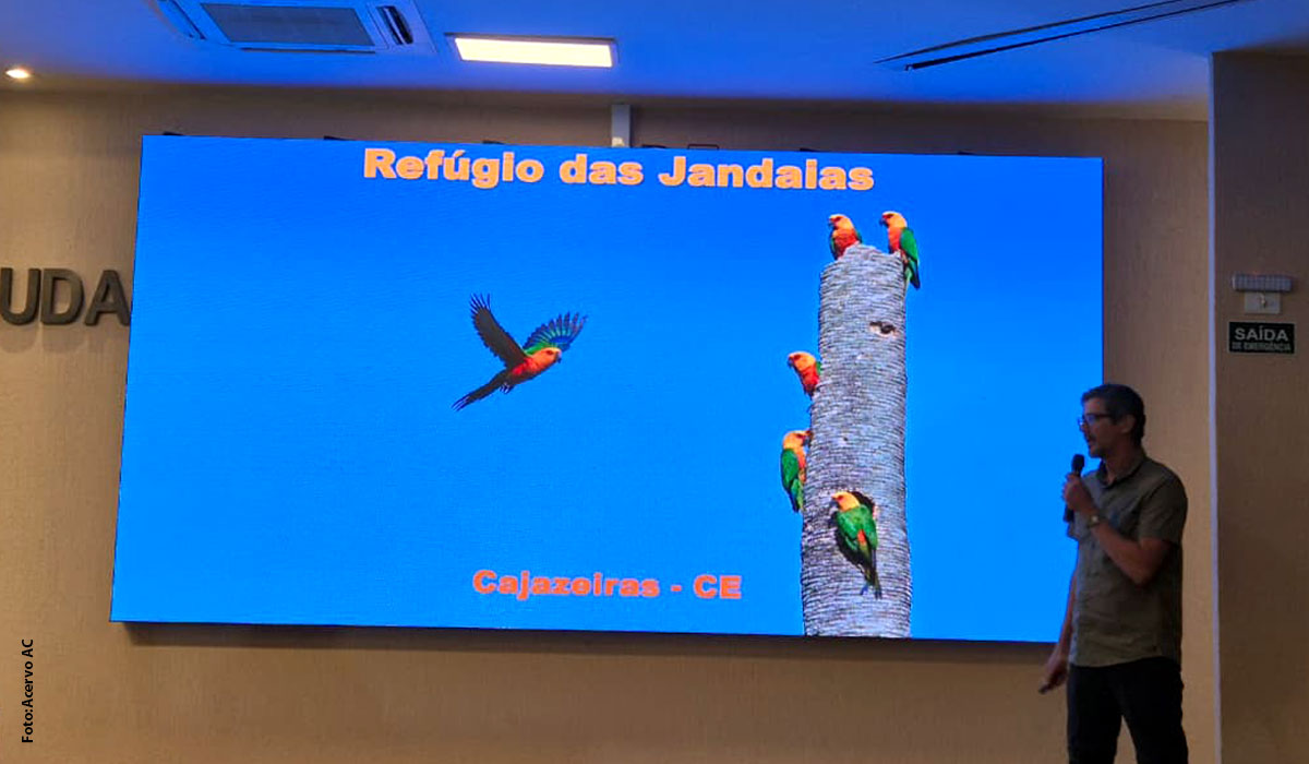 Associação Caatinga acompanha consulta pública sobre criação de área protegida para a ave jandaia-verdadeira em Fortaleza