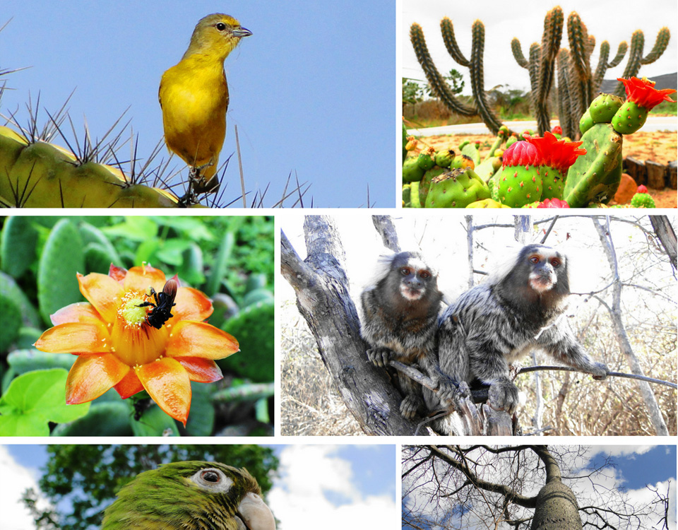 Você sabia que hoje, 22 de maio, é comemorado o Dia Internacional da Biodiversidade?