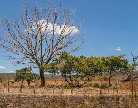 Dia Nacional da Caatinga: um bioma resiliente