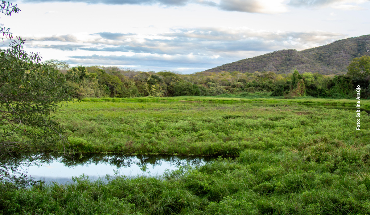 Dia Internacional das Florestas e Dia Mundial da Água reforçam a urgência de proteger a Caatinga