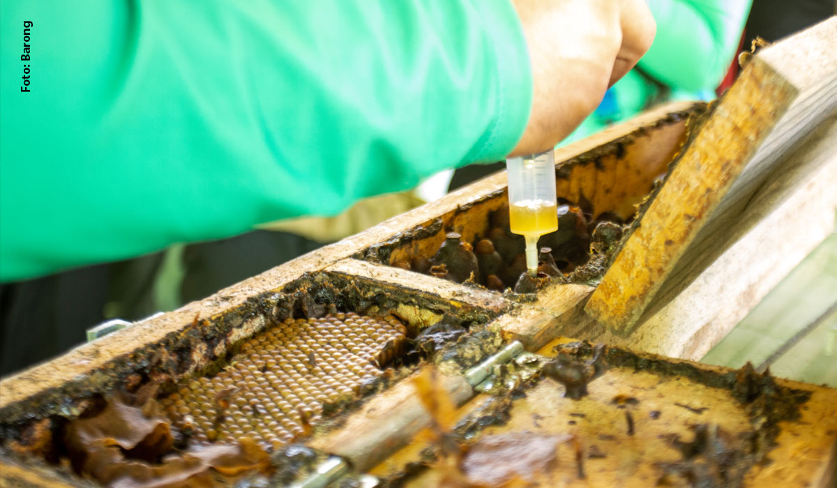 Associação Caatinga fortalece o trabalho de meliponicultores no semiárido