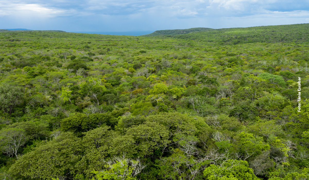 Dia Nacional da Caatinga reforça alerta sobre impactos das mudanças climáticas no bioma