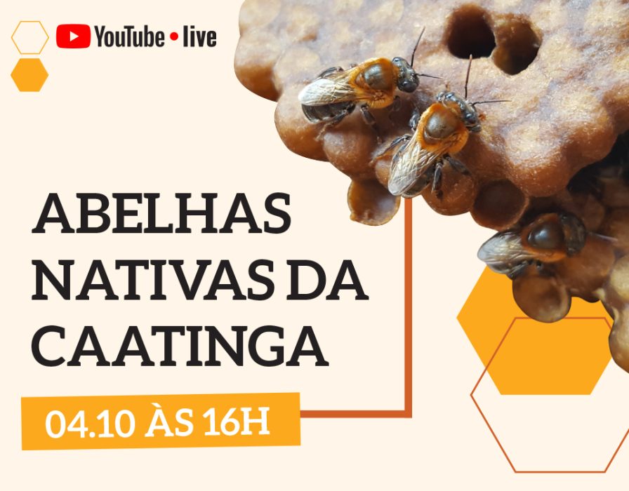 no-clima-da-caatinga-live-abelha-jandaíra-nativa