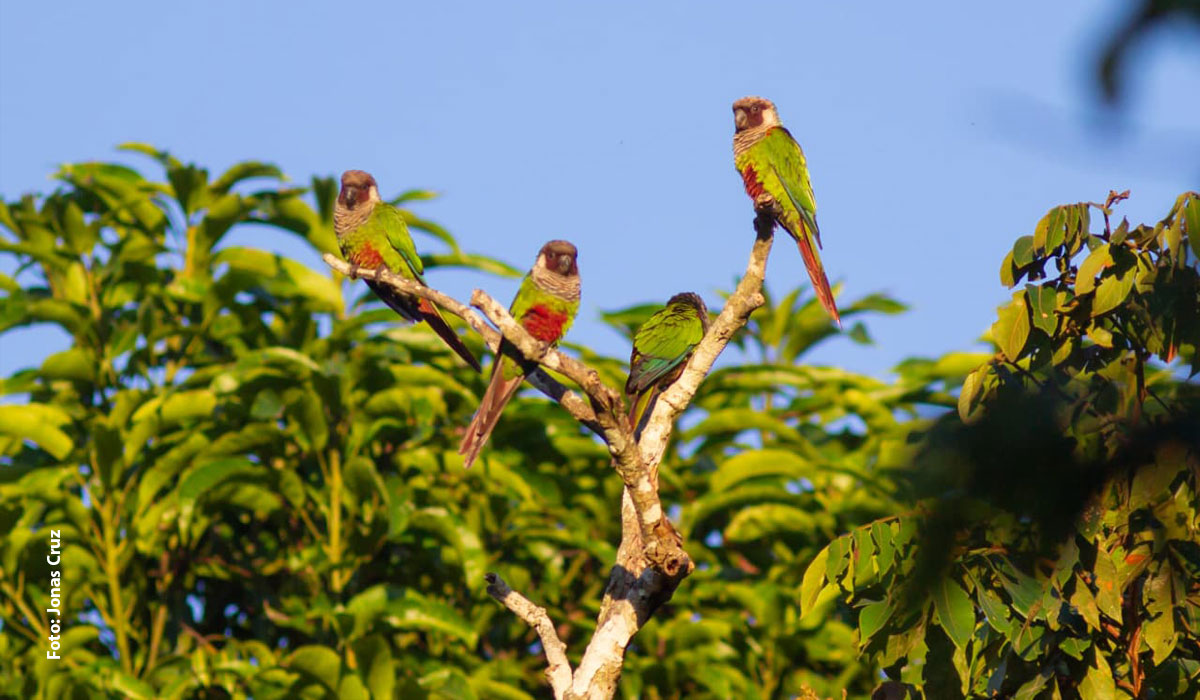 12 periquitos cara-suja são translocados da Serra de Baturité para a Serra das Almas, em Crateús