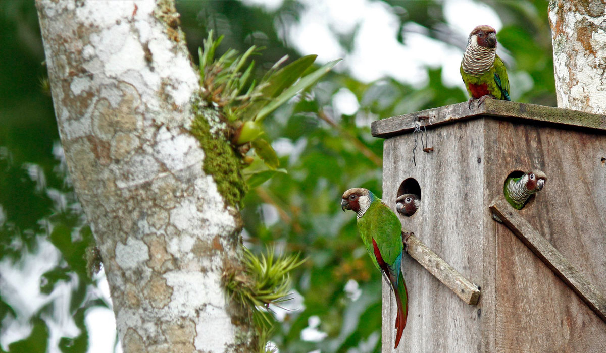 Associação Caatinga e ONG Aquasis promovem a reintrodução na natureza de ave ameaçada de extinção