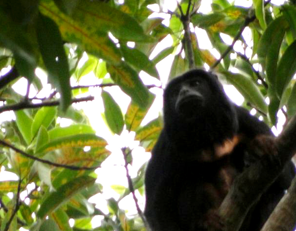 Pesquisadores registram grupo de Guaribas-da-Caatinga na Reserva Natural Serra das Almas
