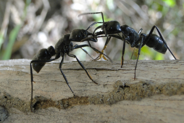 caatinga-formiga-associacao-