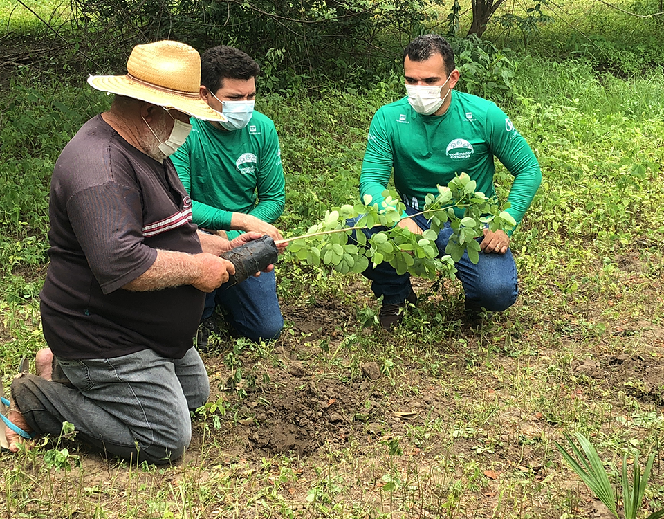Globo Repórter desta sexta-feira (5) mostrará o trabalho da Associação Caatinga na restauração florestal no Ceará e no Piauí